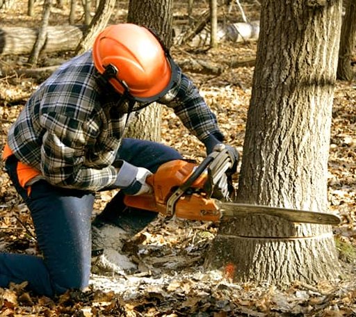 Tree Removal in Doon, IA